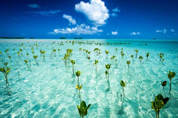 India Visa For Tuvaluan Citizens: Ready For Your Journey!